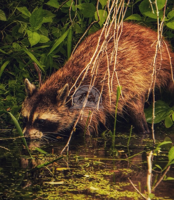 Picture of a Raccoon along a canal in Ohio (Cuyahoga Valley National Park)