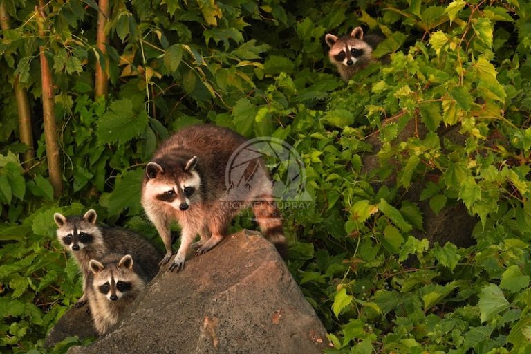 Photo of family of cute raccoons in Cleveland, Ohio