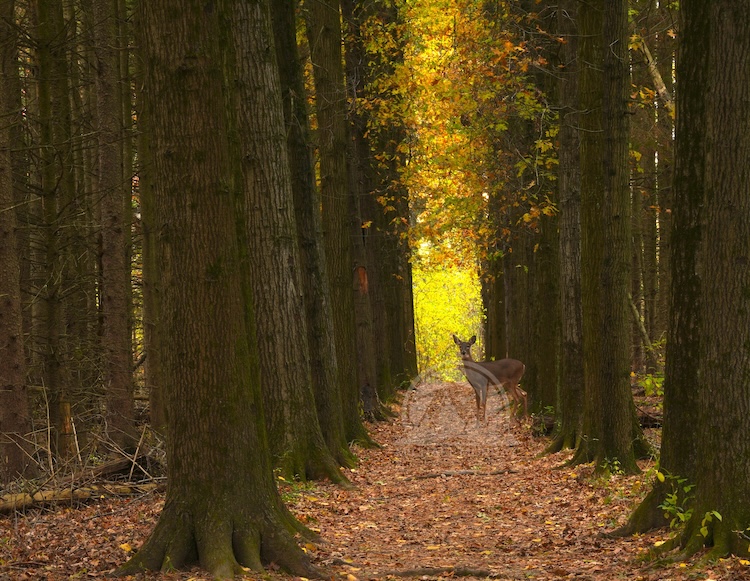 CVNP Plateau Trail Photo