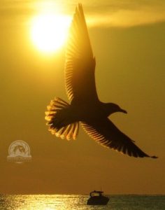 Seagull and boat at Kelleys Island Harbor at Lake Lake summer sunset