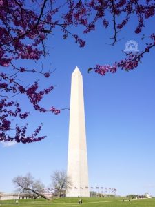 Washington Monument and cherry blossoms in Washington DC
