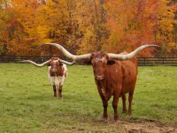 Longhorn cows in the fall near Oberlin, Ohio at Green Circle Growers. Photos of cows including farm animals and longhorn cows in the fall near Oberlin Ohio at Green Circle Growers.