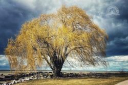 The sun emerged for a few seconds at Edgewater Park. I love how it highlights the iconic willow tree.