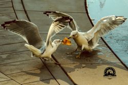 I heard some commotion at Public Square in Cleveland and captured a seagull tug of war.