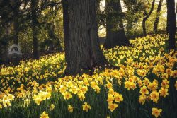For a couple weeks each spring, Daffodil Hill is a stunning spot at Lake View Cemetery that spans several cities.