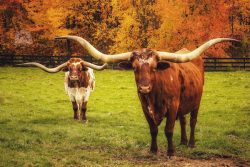 Longhorn cows in the fall near Oberlin, Ohio at Green Circle Growers.